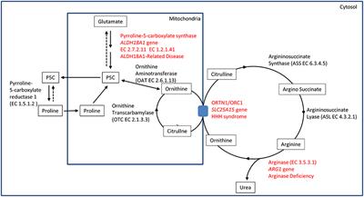 Hereditary Spastic Paraplegia Is a Common Phenotypic Finding in ARG1 Deficiency, P5CS Deficiency and HHH Syndrome: Three Inborn Errors of Metabolism Caused by Alteration of an Interconnected Pathway of Glutamate and Urea Cycle Metabolism